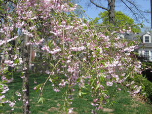 Spring Flowers